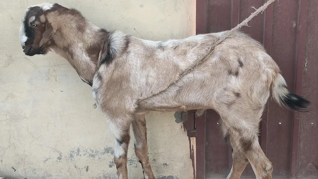 Best Breader Bakra for sale — photo 5