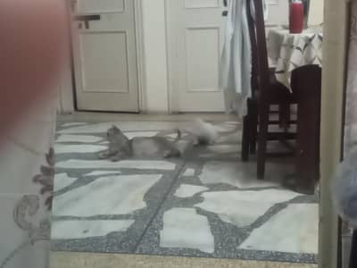 person kitten for sale