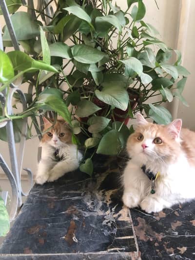 *LONG COAT PERSIAN CATS PAIR*