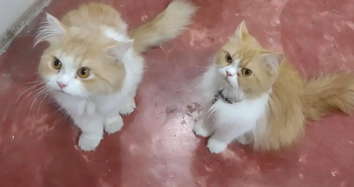 *LONG COAT PERSIAN CATS PAIR* — photo 2