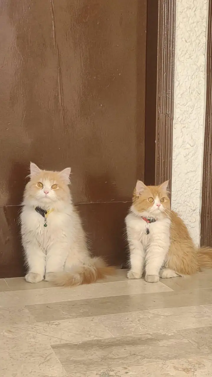 *LONG COAT PERSIAN CATS PAIR* — photo 3