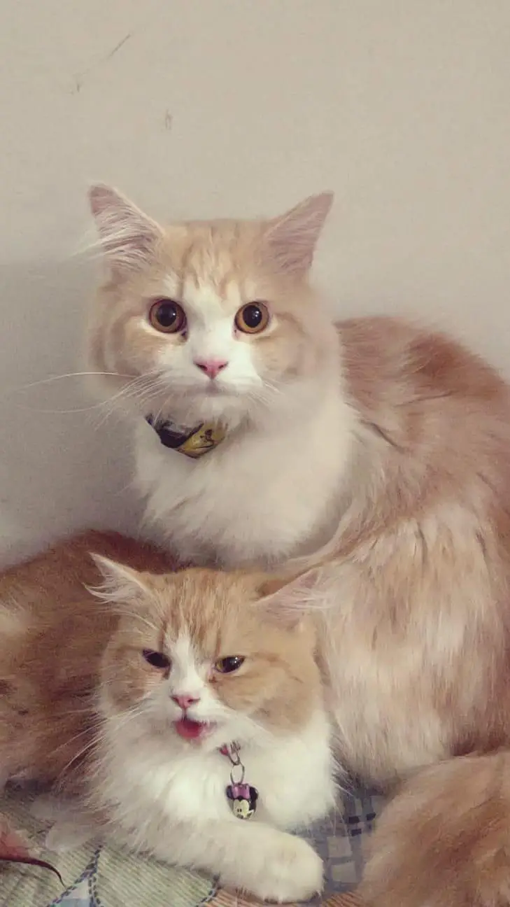 *LONG COAT PERSIAN CATS PAIR* — photo 6