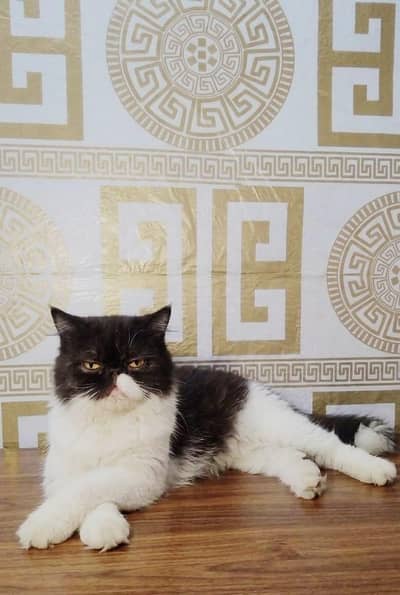 Pure Persian Female Cat Available | Beautiful & Healthy | Gujranwala