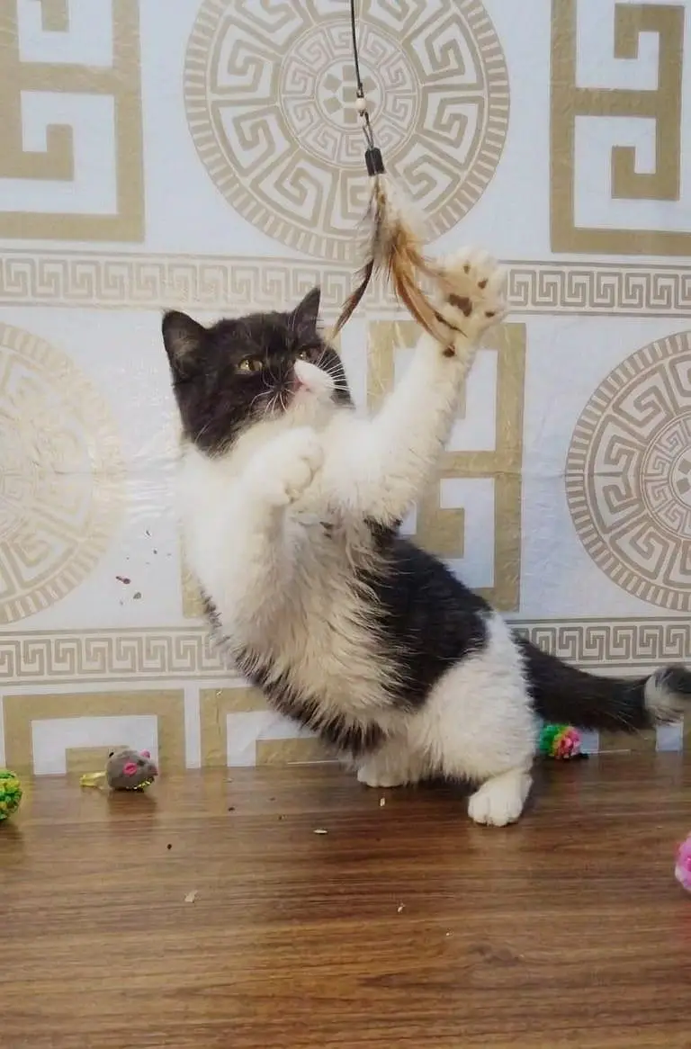 Pure Persian Female Cat Available | Beautiful & Healthy | Gujranwala — photo 2