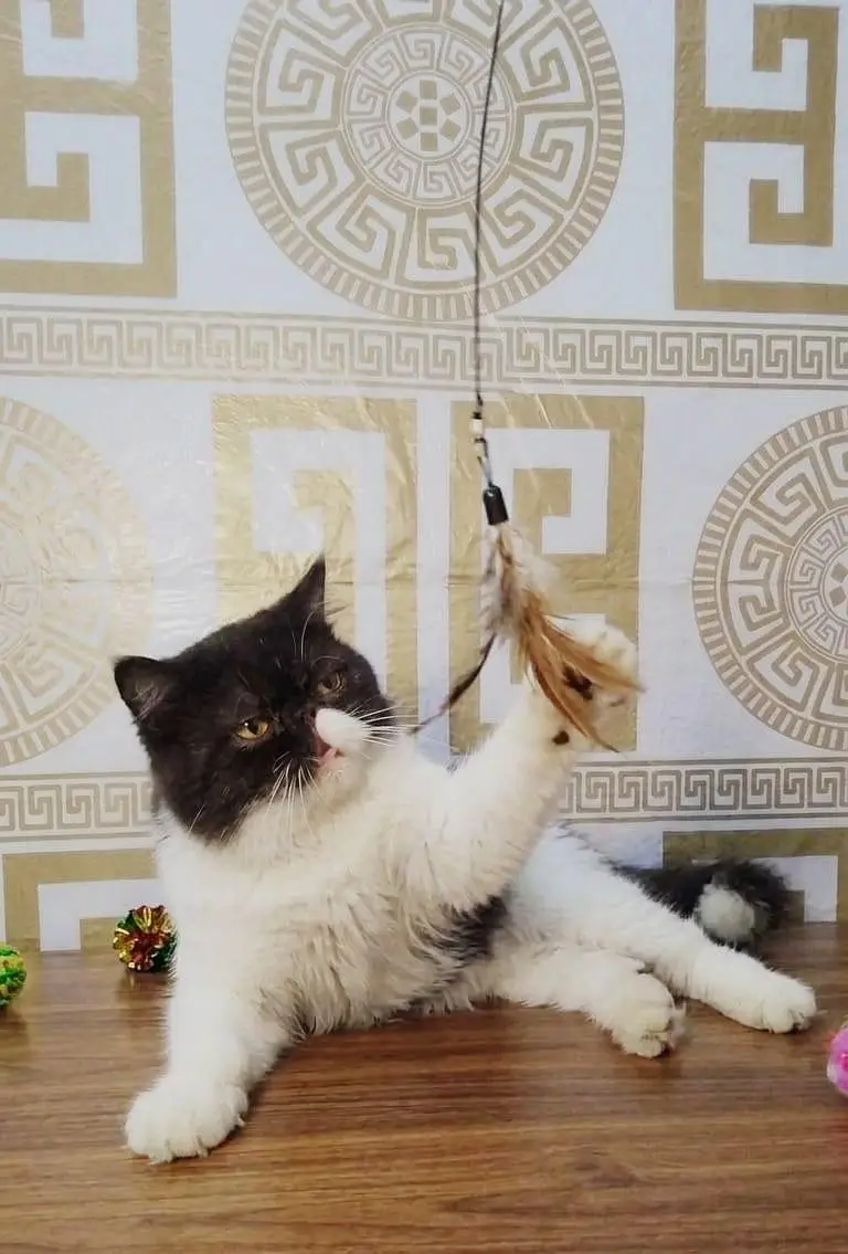Pure Persian Female Cat Available | Beautiful & Healthy | Gujranwala — photo 4