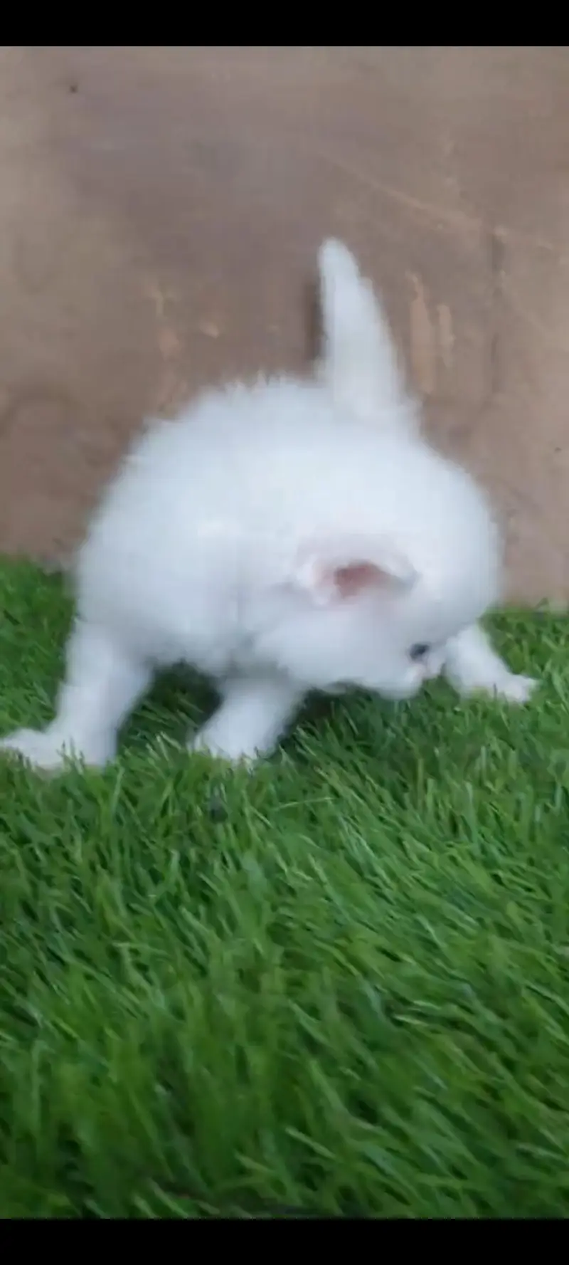 Persian cat for sale male or female my WhatsApp 317=14. =11=573 — photo 3