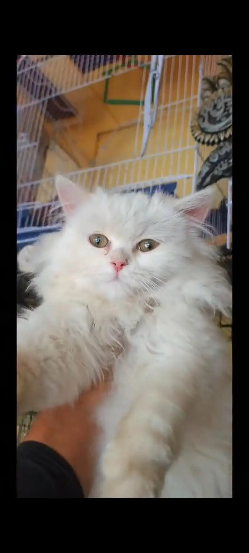 Persian cat for sale male or female my WhatsApp 317=14. =11=573 — photo 5