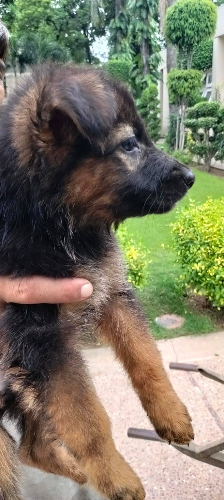 German Shepherd Pups 1