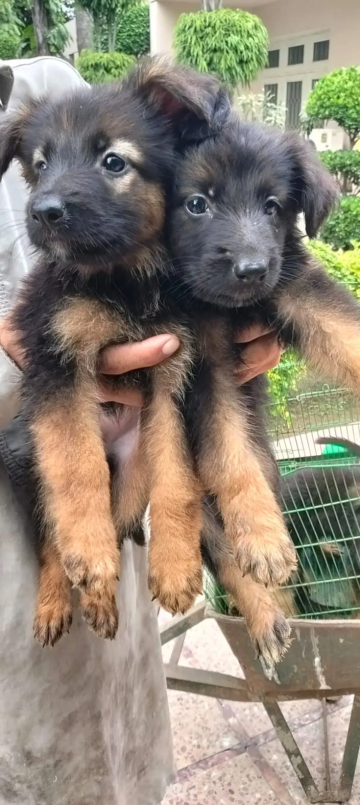 German Shepherd Pups — photo 3