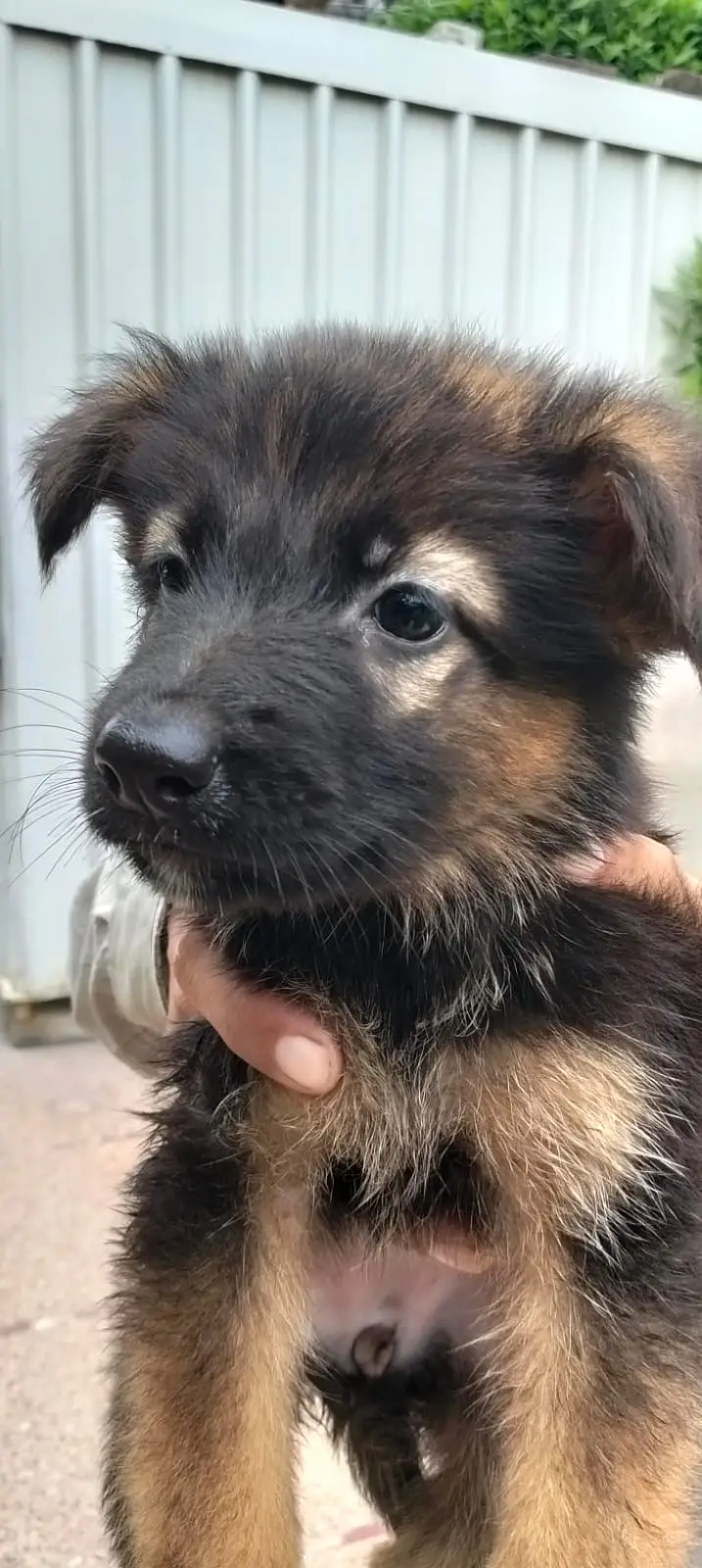 German Shepherd Pups — photo 4