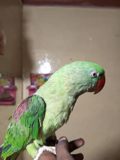 raw parrot