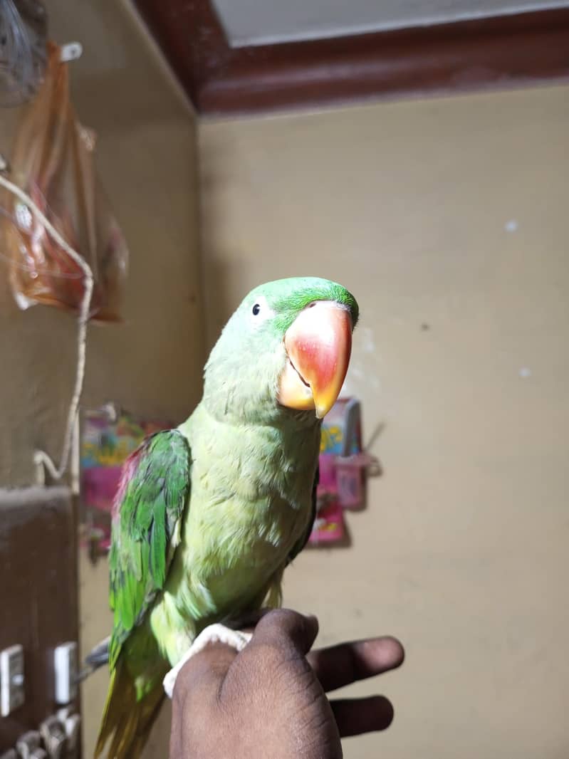 raw parrot 1