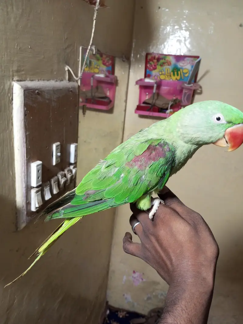 raw parrot — photo 3