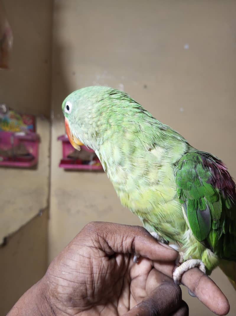 raw parrot 3