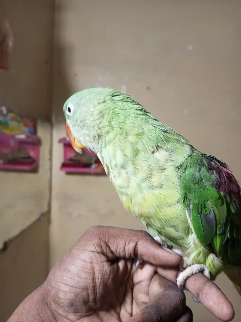 raw parrot — photo 4