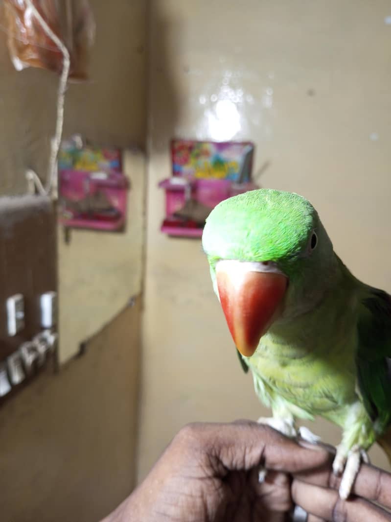 raw parrot 4