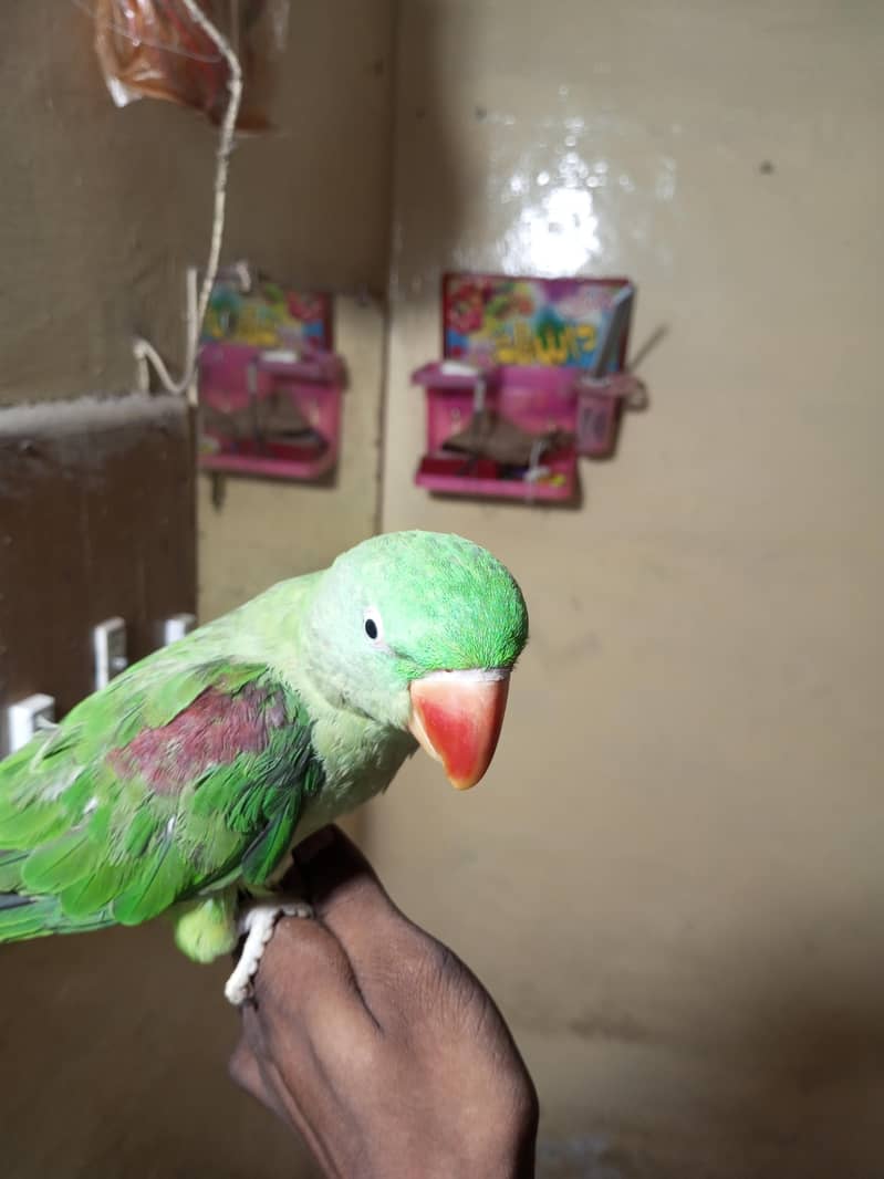 raw parrot 5