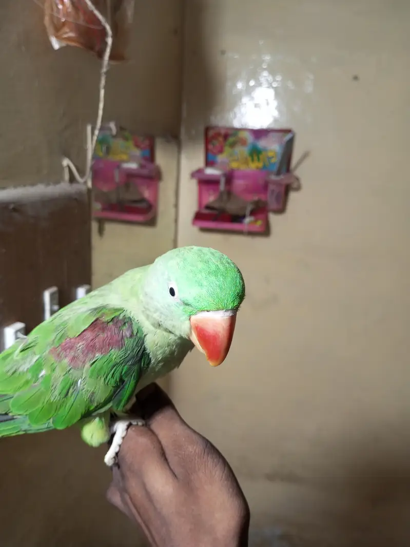 raw parrot — photo 6