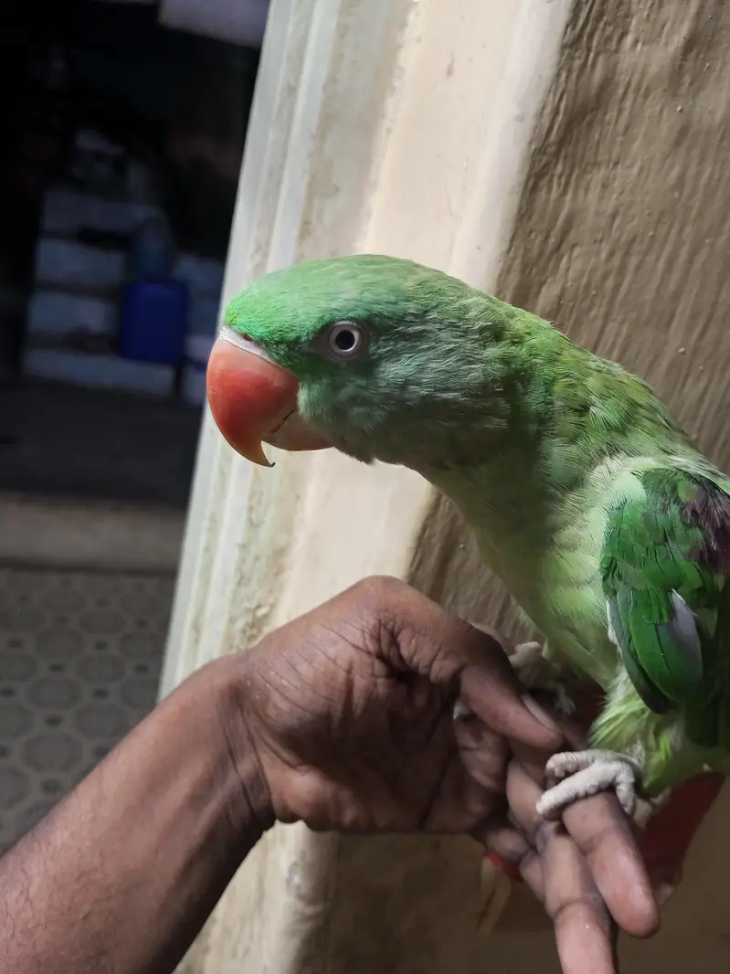 raw parrot — photo 7