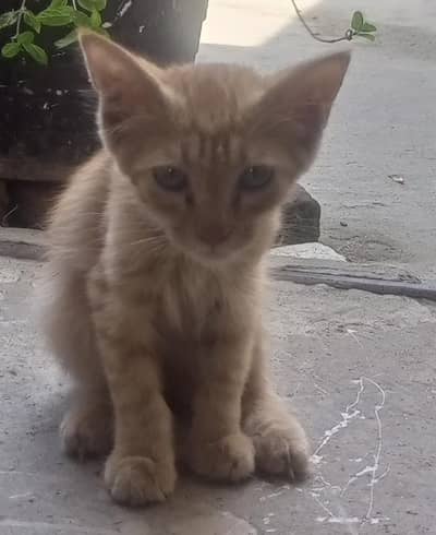 little cute kitten