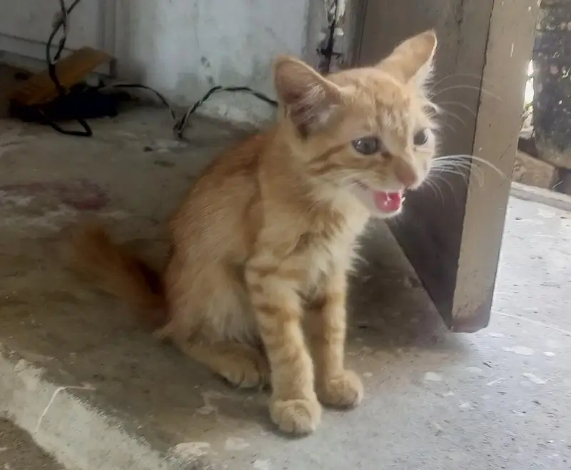 little cute kitten — photo 2
