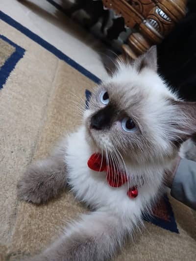ragdol imported breed
