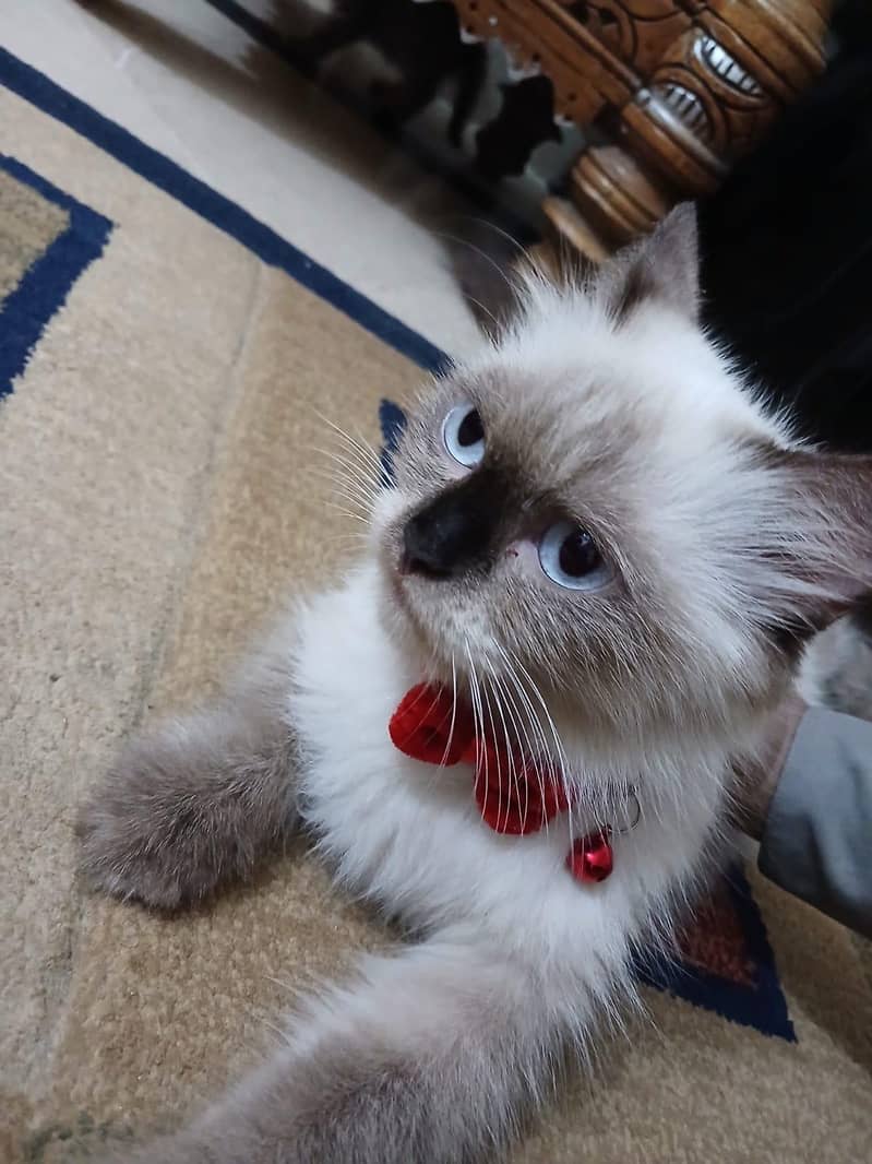 siamese imported breed 0