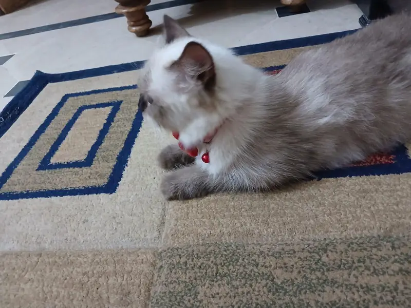 ragdol imported breed — photo 3