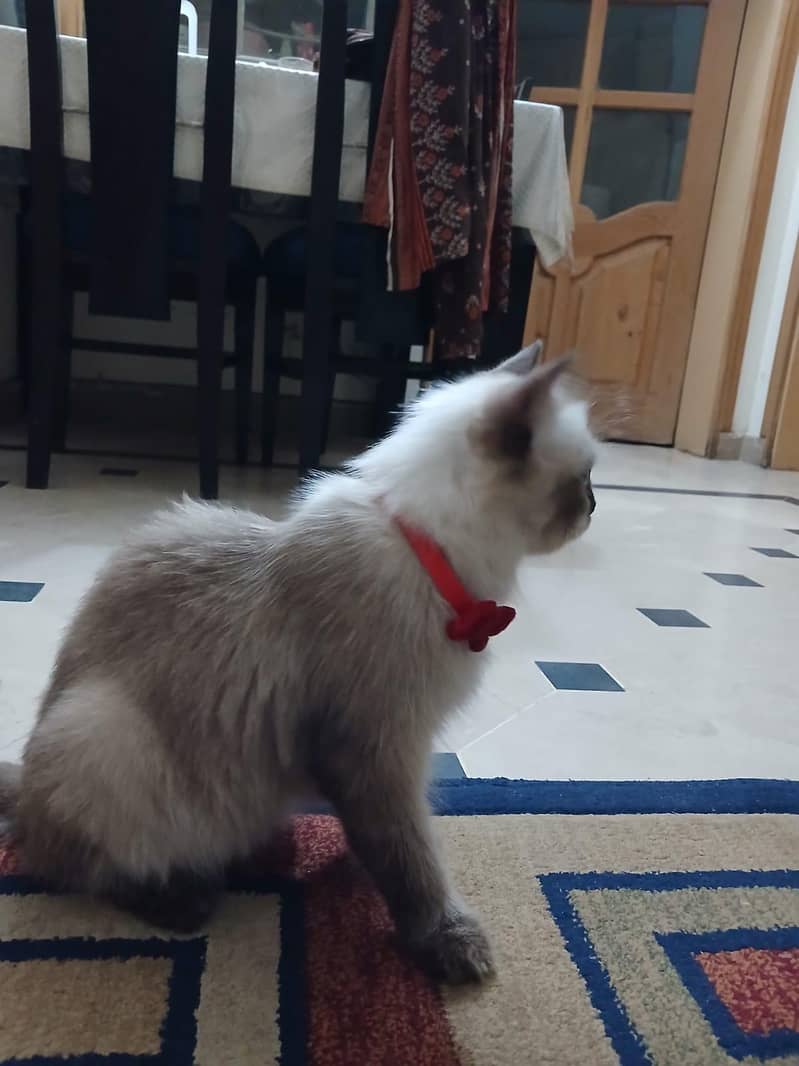 siamese imported breed 3