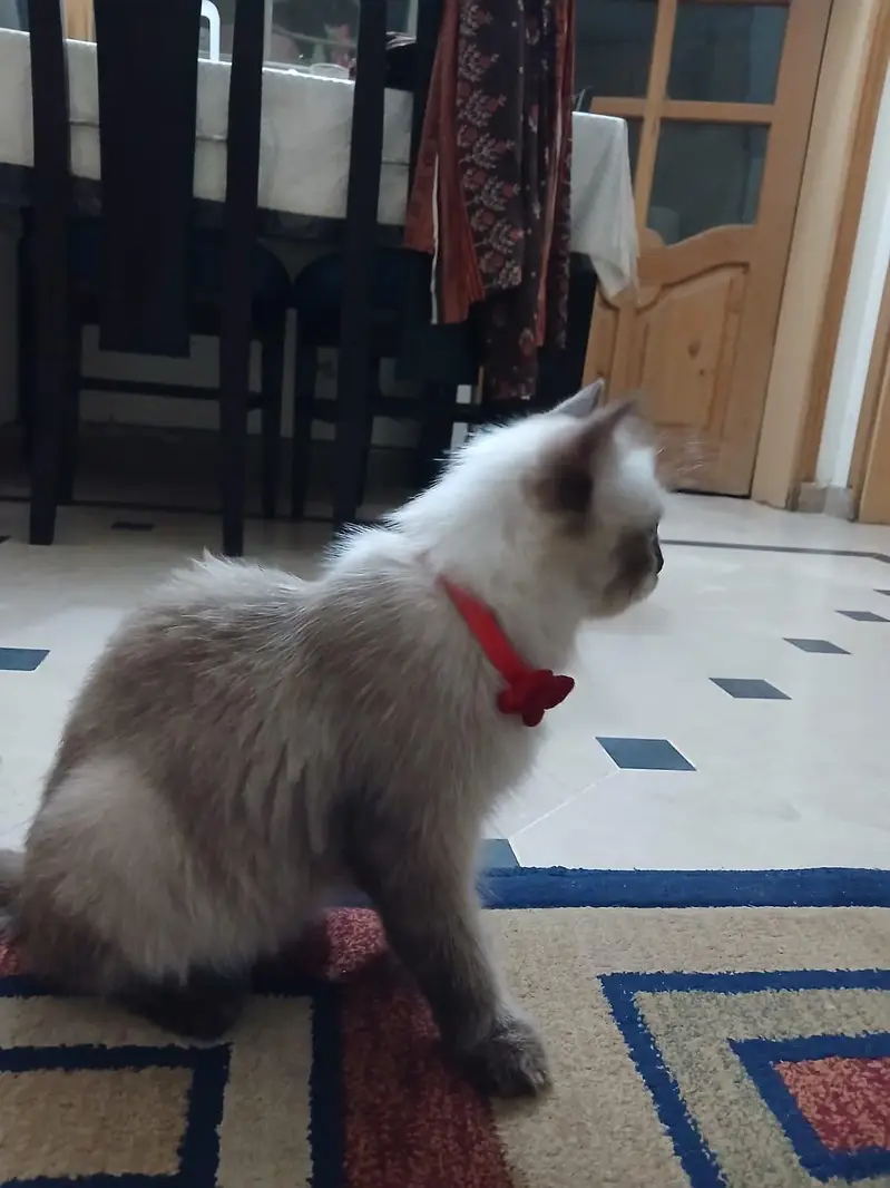ragdol imported breed — photo 4