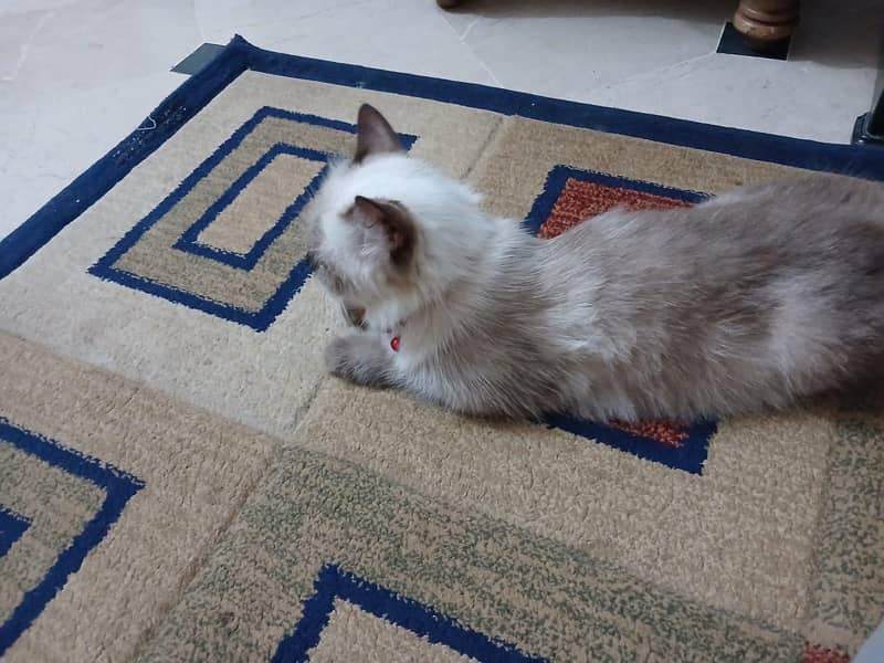 siamese imported breed 4