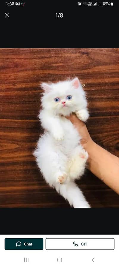 cash on delivery available Persian punch face cat kitten
