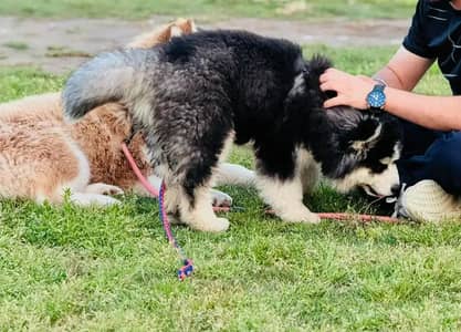 SIBERIAN HUSKY PAIR FOR SALE !