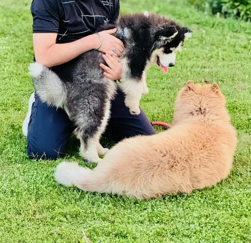 SIBERIAN HUSKY PAIR FOR SALE ! — photo 2
