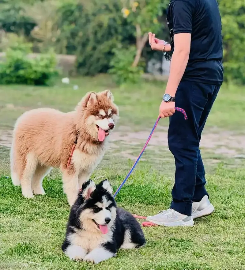 SIBERIAN HUSKY PAIR FOR SALE ! — photo 3