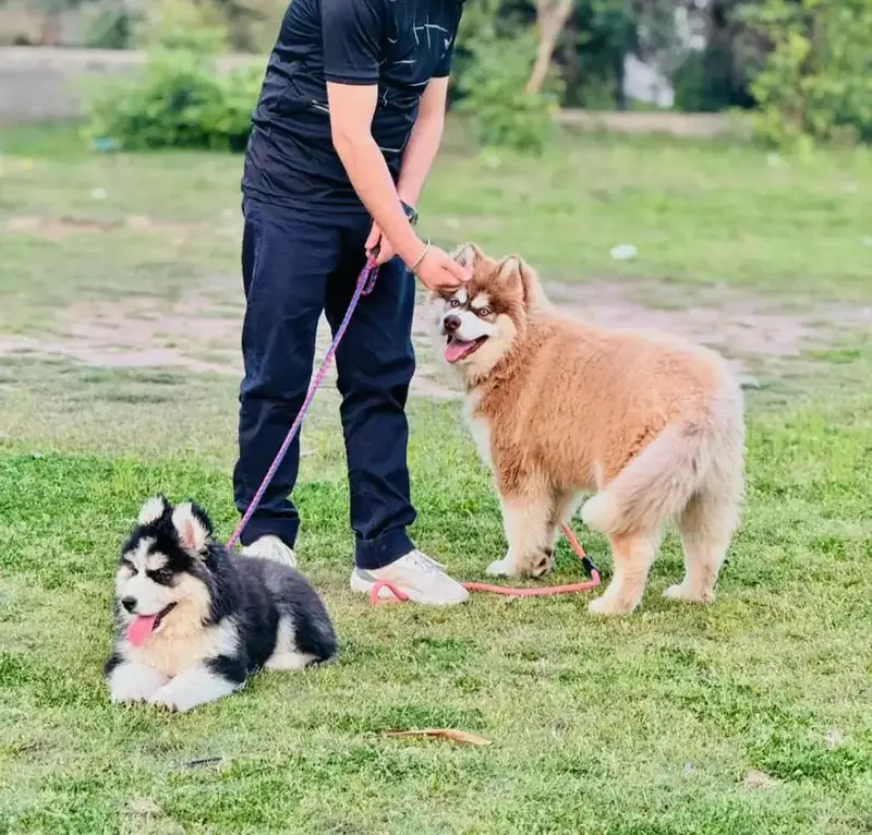 SIBERIAN HUSKY PAIR FOR SALE ! — photo 4