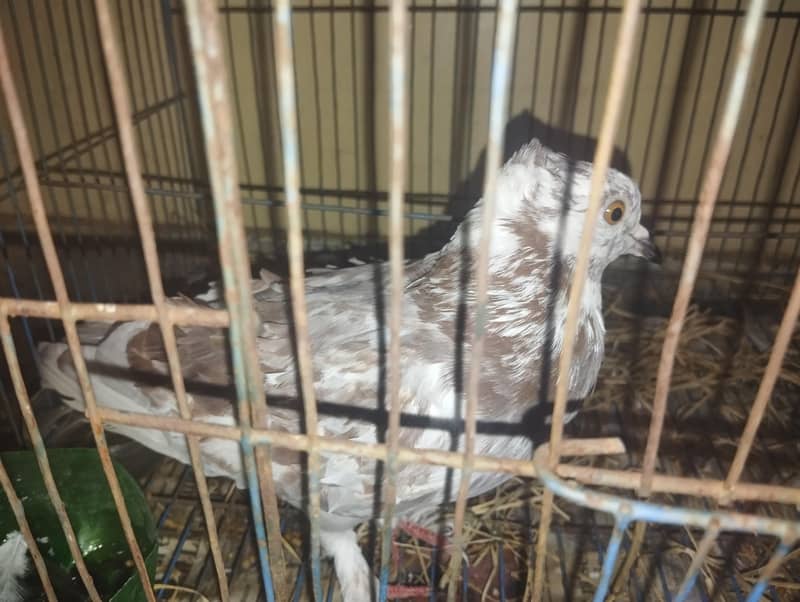 Pigeon 0