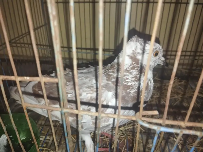Pigeon