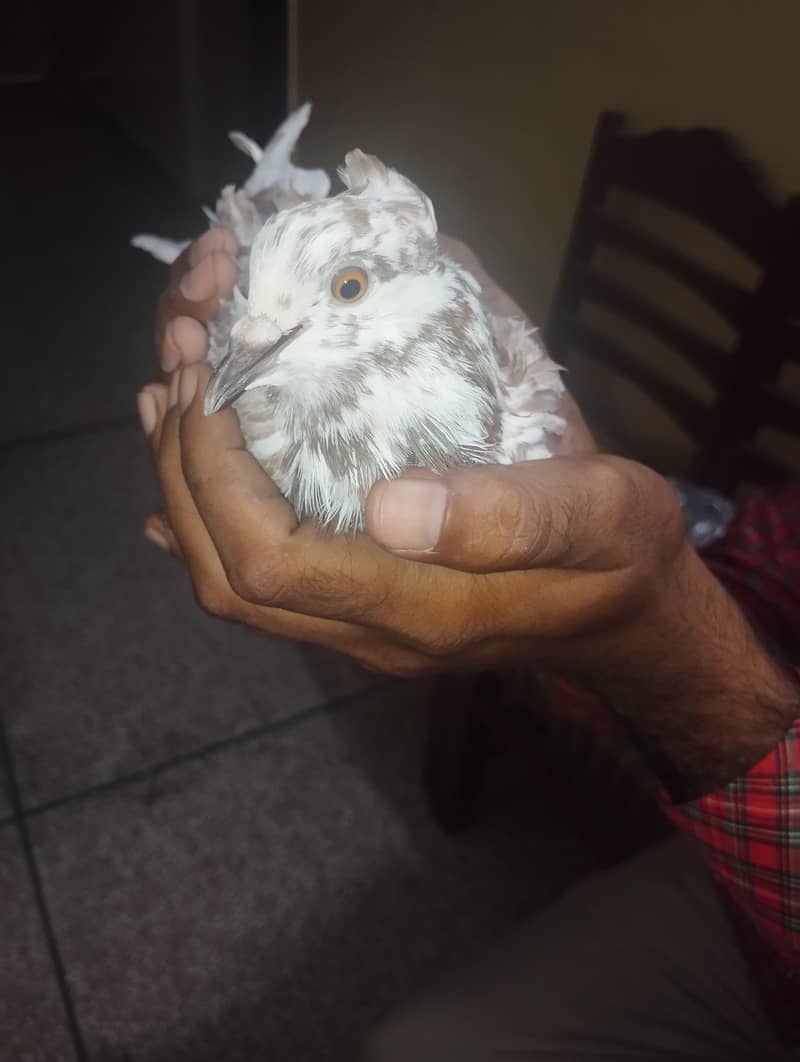 Pigeon 1