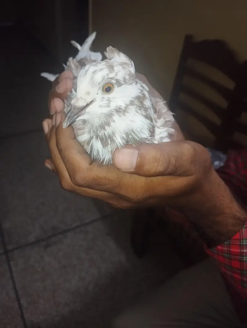 Pigeon — photo 2