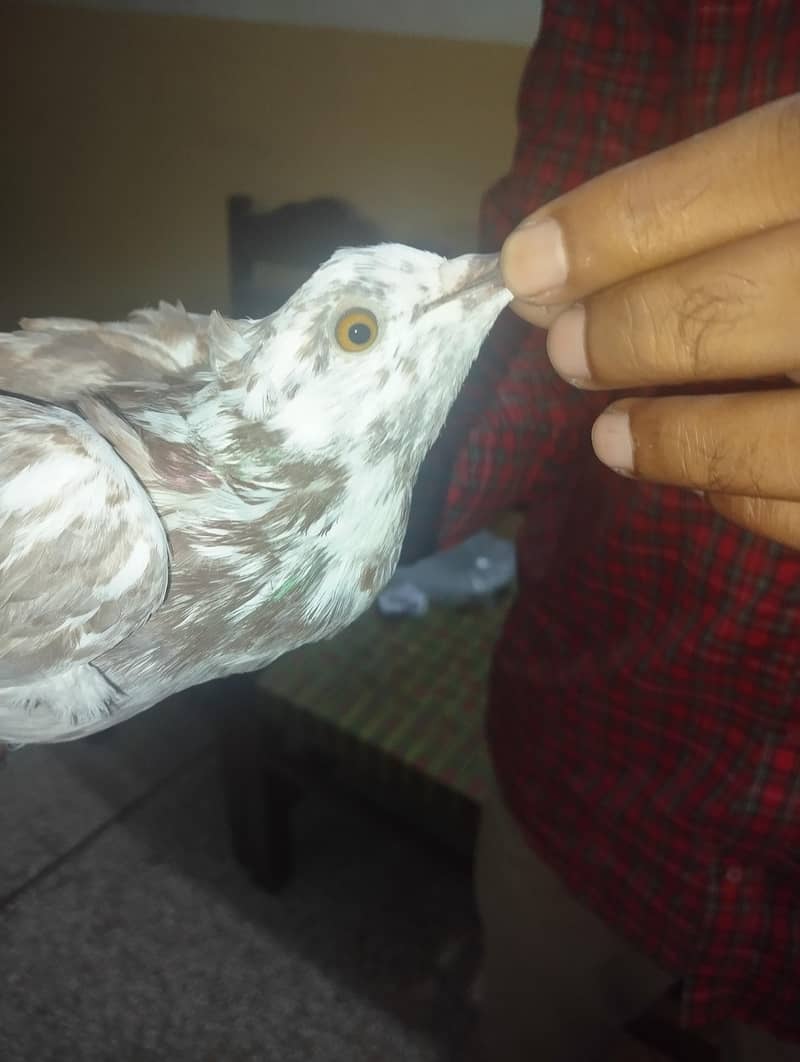 Pigeon 2