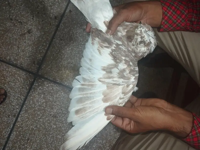 Pigeon — photo 4