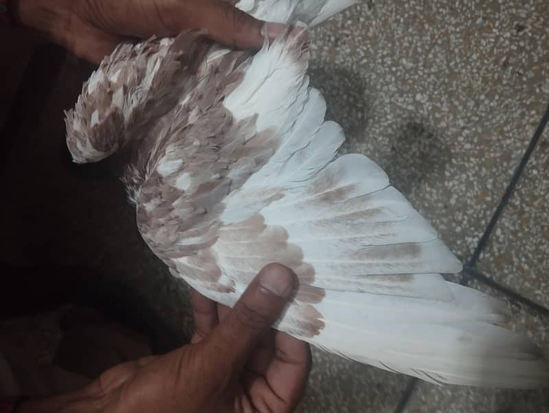 Pigeon 4