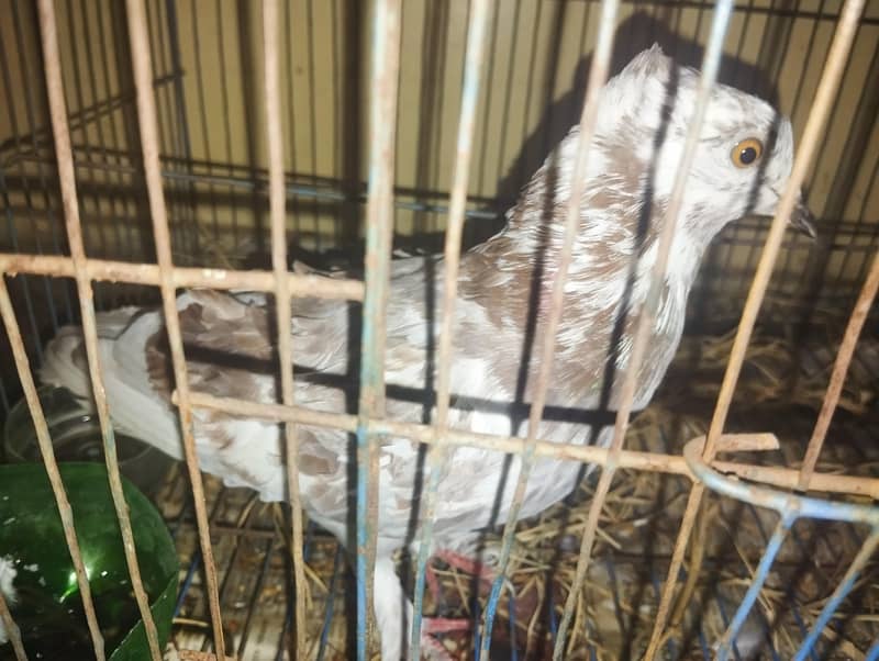 Pigeon 5