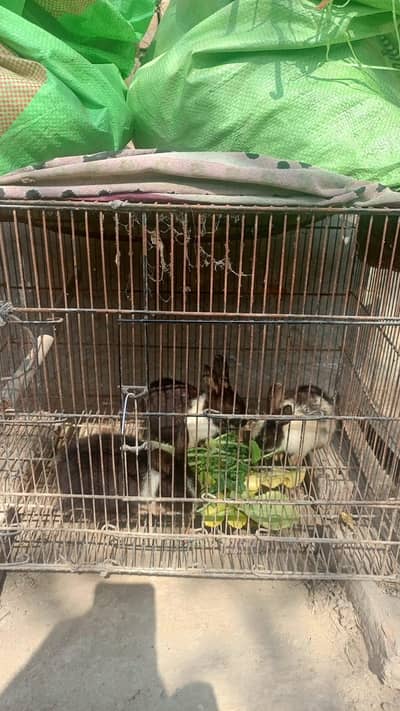 rabbit for sale contact Whatsapp 03129631211