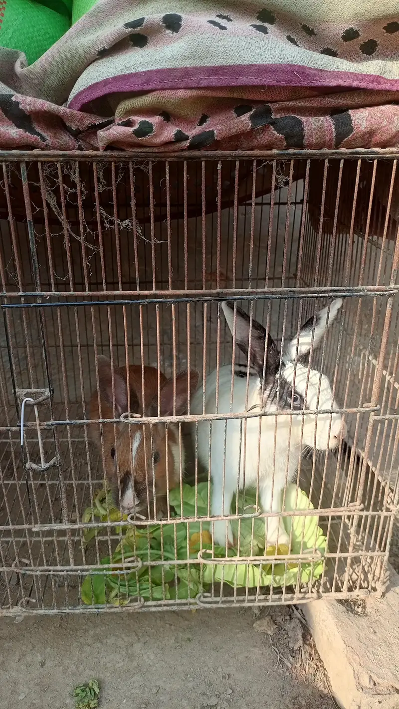rabbit for sale contact Whatsapp 03129631211 — photo 2