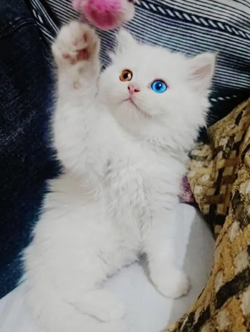 Cash on delivery Persian hmalyn British punch kitten — photo 3
