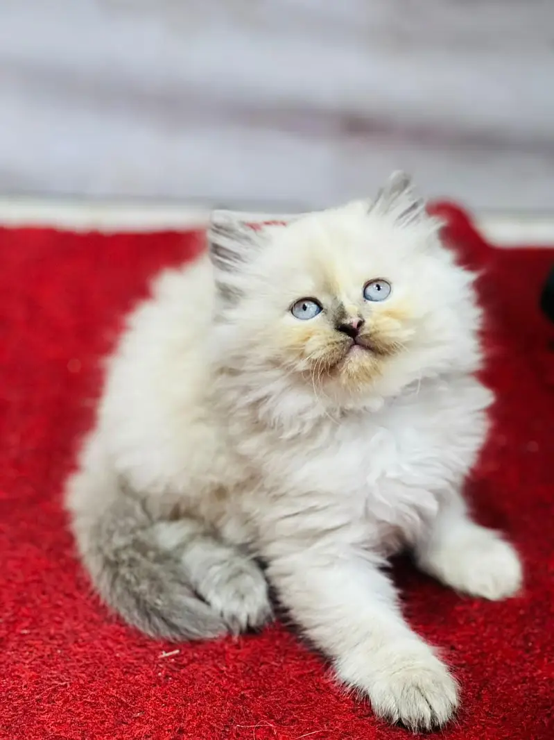 Cash on delivery Persian hmalyn British punch kitten — photo 7
