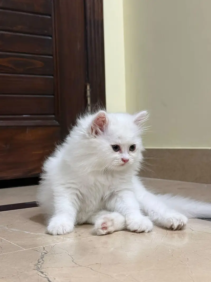 Cash on delivery Persian hmalyn British punch kitten — photo 9