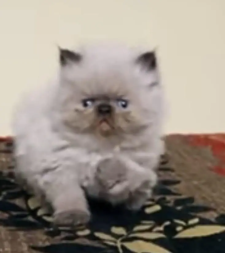 Cash on delivery Persian hmalyn British punch kitten — photo 10